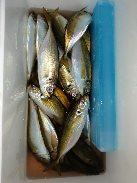 退屈なしの釣り