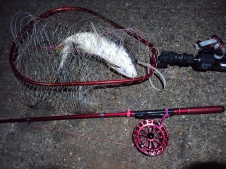 2022/11/24 南港ヘチ釣り釣行