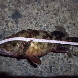 2022/11/25 南港落とし込み釣り釣行