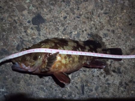 2022/11/25 南港落とし込み釣り釣行