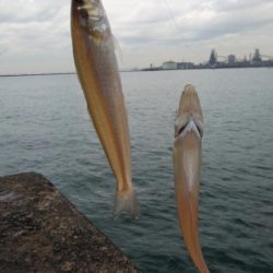 播磨新島のキス調査