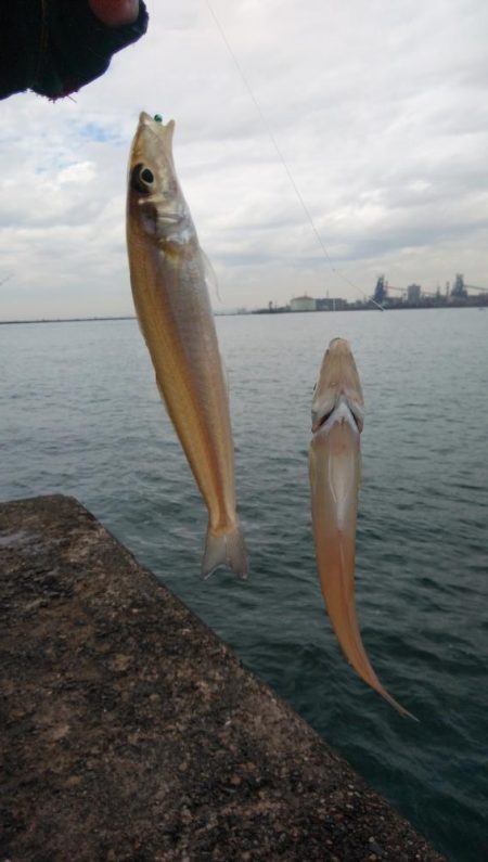 播磨新島のキス調査