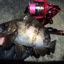 2022/11/26 南港ライトゲーム釣行