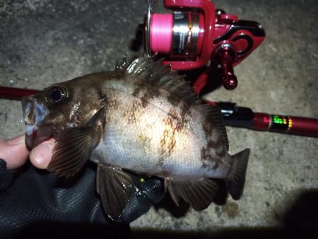 2022/11/26 南港ライトゲーム釣行…