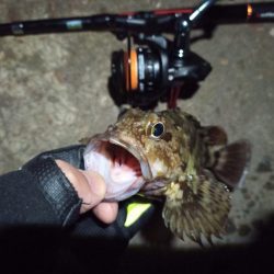 2022/11/27 南港ライトゲーム釣行