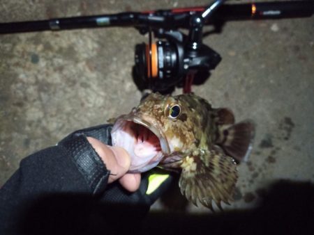 2022/11/27 南港ライトゲーム釣行