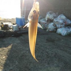 午後から播磨新島のキス調査