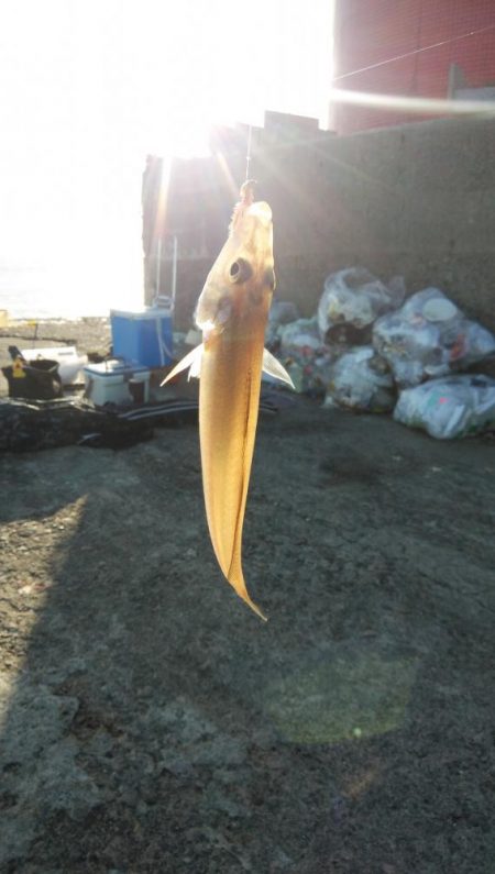 午後から播磨新島のキス調査