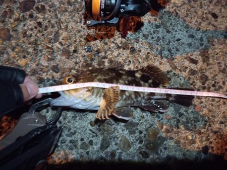 2022/11/28 南港ライトゲーム釣行