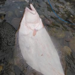 ヒラメ56cm
