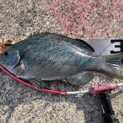 ファミリーフィッシング＆秋グレ釣り