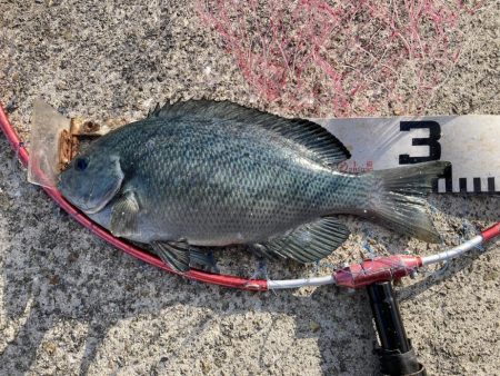 ファミリーフィッシング＆秋グレ釣り