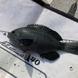 役所裏で秋グレ釣査