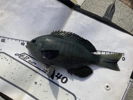 役所裏で秋グレ釣査