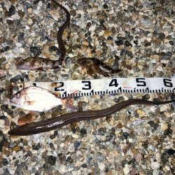 伝助とチャリコ