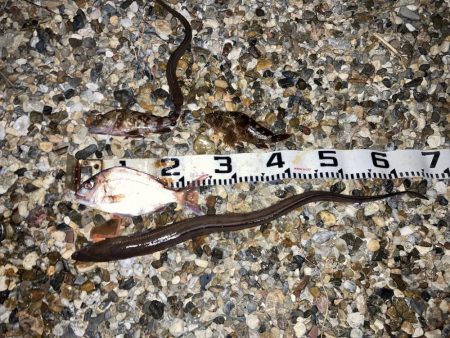 伝助とチャリコ