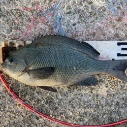 グレ入れ食い！