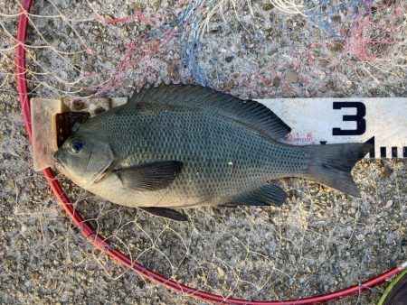 グレ入れ食い！