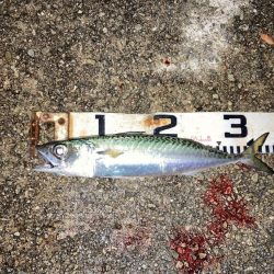 大サバのウキ釣り