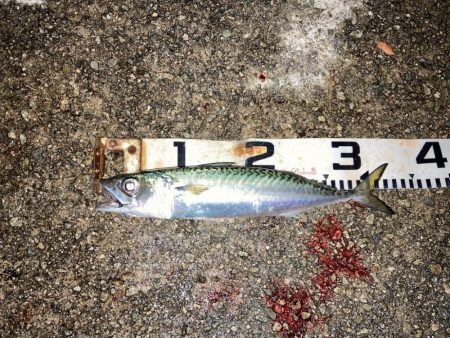 大サバのウキ釣り