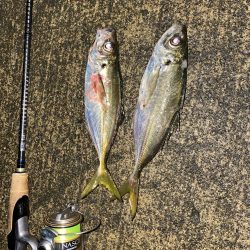 今季初アジング