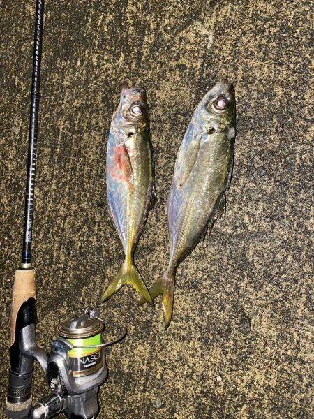 今季初アジング