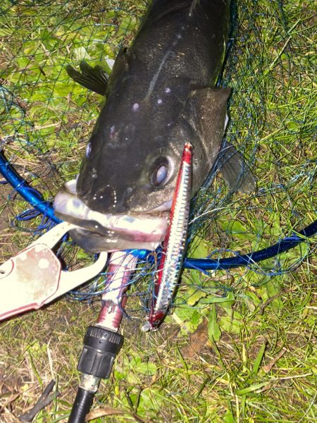 仕事帰りシーバス再び