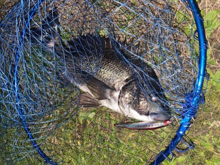 仕事帰りでチヌ