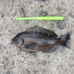 エビ撒き釣り　ハネは釣れず五目釣り