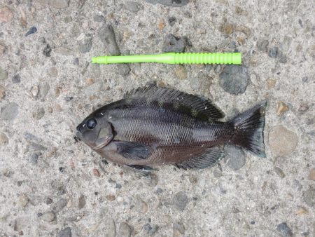 エビ撒き釣り　ハネは釣れず五目釣り