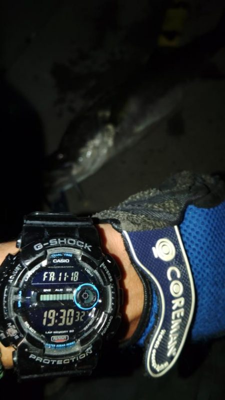 ぶらシーバス!!