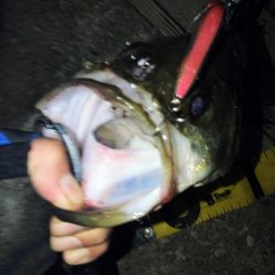 ぶら河川調査！！