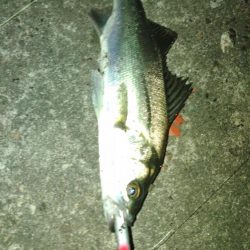 ぶらチーバス　(汗)