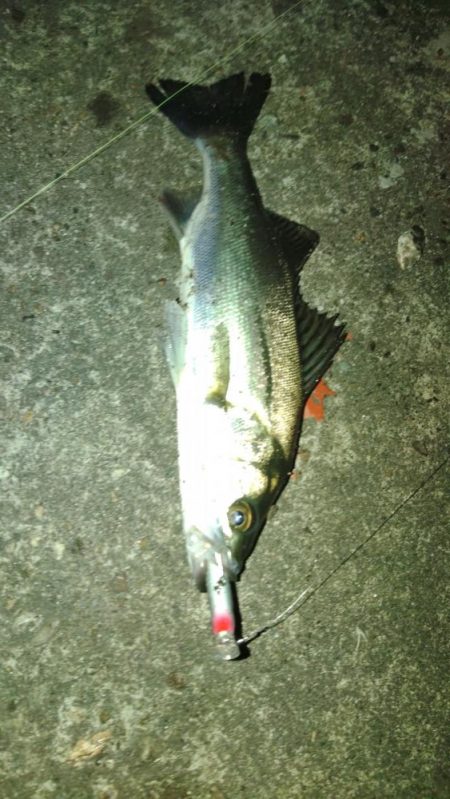 ぶらチーバス　(汗)