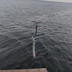 雨降りで、小潮ですが・・・