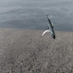 ラインチェックは怠るな！