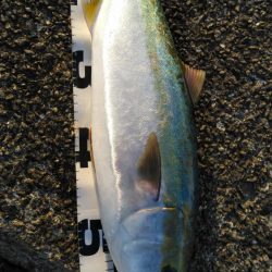 リールが･･･。