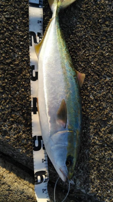 リールが･･･。