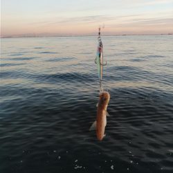 青物は何処へ、終了？