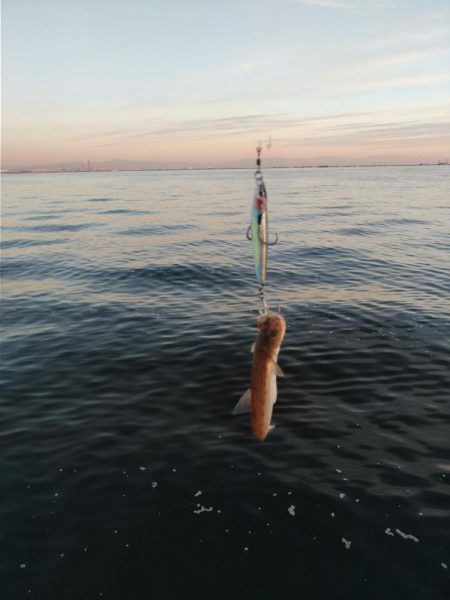 青物は何処へ、終了？