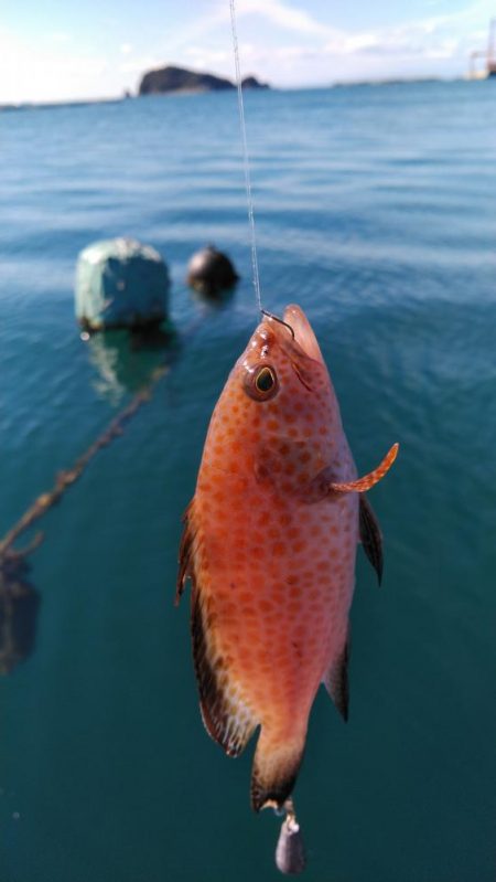 タチウオ他狙い