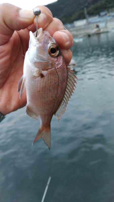 タチウオ他狙い