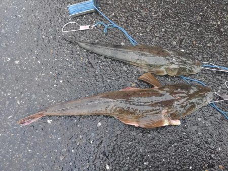 まだまだマゴチ♪