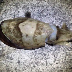 釣れてビックリ