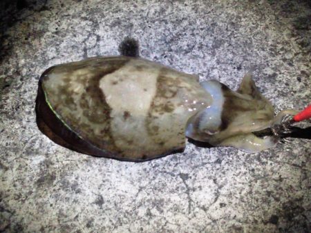 釣れてビックリ