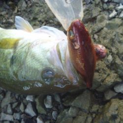11月のバス釣り