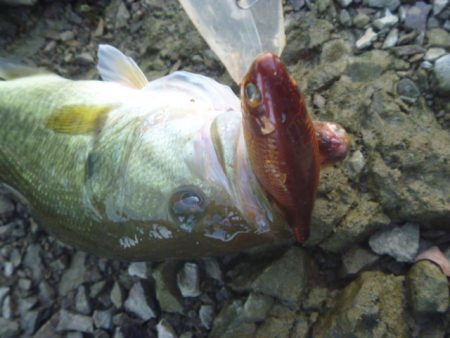 11月のバス釣り