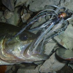 秋のブラックバス