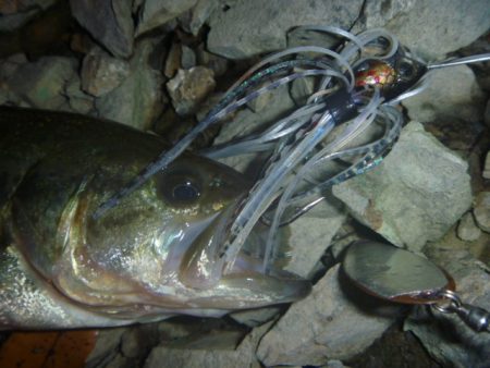 秋のブラックバス