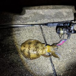 大雨!アオリ3杯&良型シーバス(・x・*)!